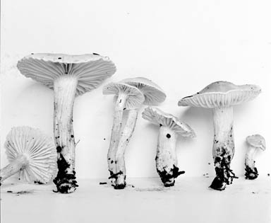 Hygrophorus graveolens image