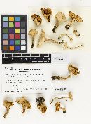 Hygrophorus graveolens image