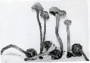 Camarophyllopsis hymenocephala image