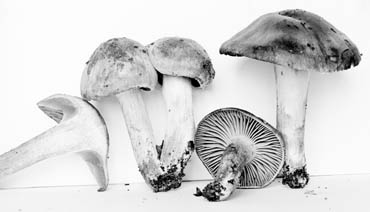 Hygrophorus kauffmanii image