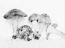 Hygrophorus kauffmanii image