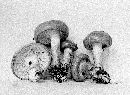 Hygrophorus paludosoides image