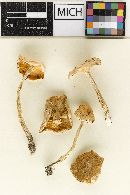 Hygrophorus pseudolucorum image