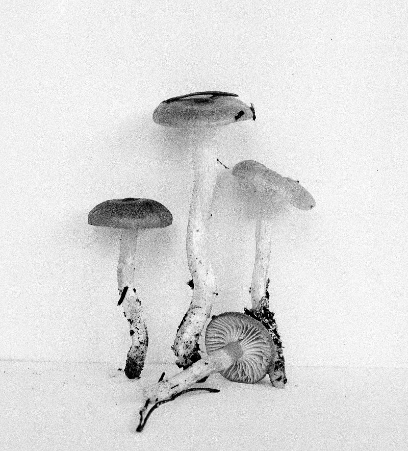 Hygrophorus siccipes image