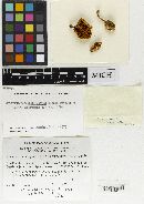 Thumbnail image of current specimen