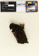 Hypholoma delineatum image