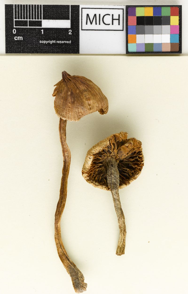 Inocybe longipes image