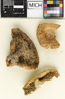 Media resource of Lactarius albolutescens