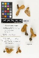 Media resource of Lactarius ausablensis