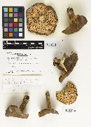 Lactarius fuliginellus image