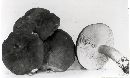 Lactarius fuliginellus image