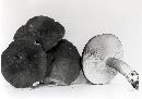 Lactarius fuliginellus image