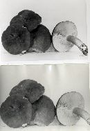 Lactarius fuliginellus image