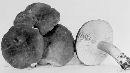 Lactarius fuliginellus image