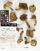 Thumbnail image of current specimen