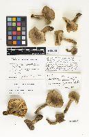 Lactarius quietus image