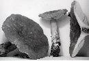 Lactarius subplinthogalus image
