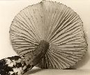 Lactarius subplinthogalus image
