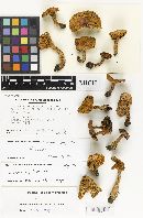 Lactarius substriatus image