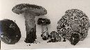 Lactarius substriatus image