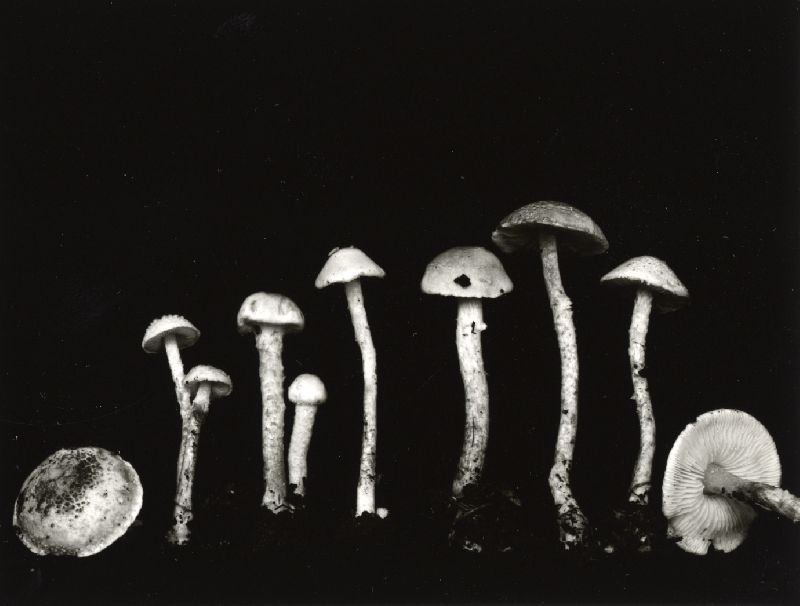 Lepiota oregonensis image