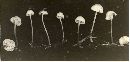 Mycena insignis image