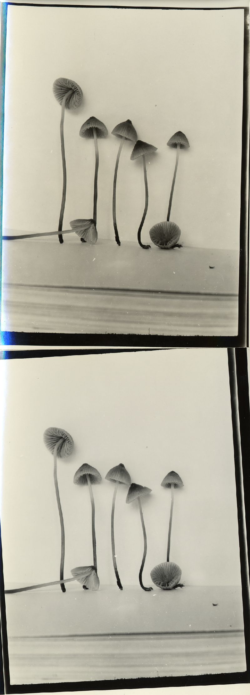 Mycena monticola image