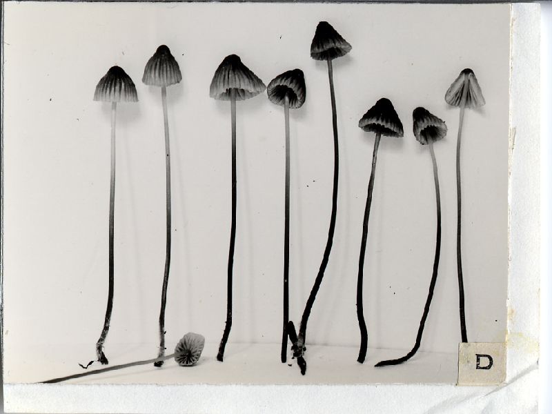 Mycena olivaceobrunnea image