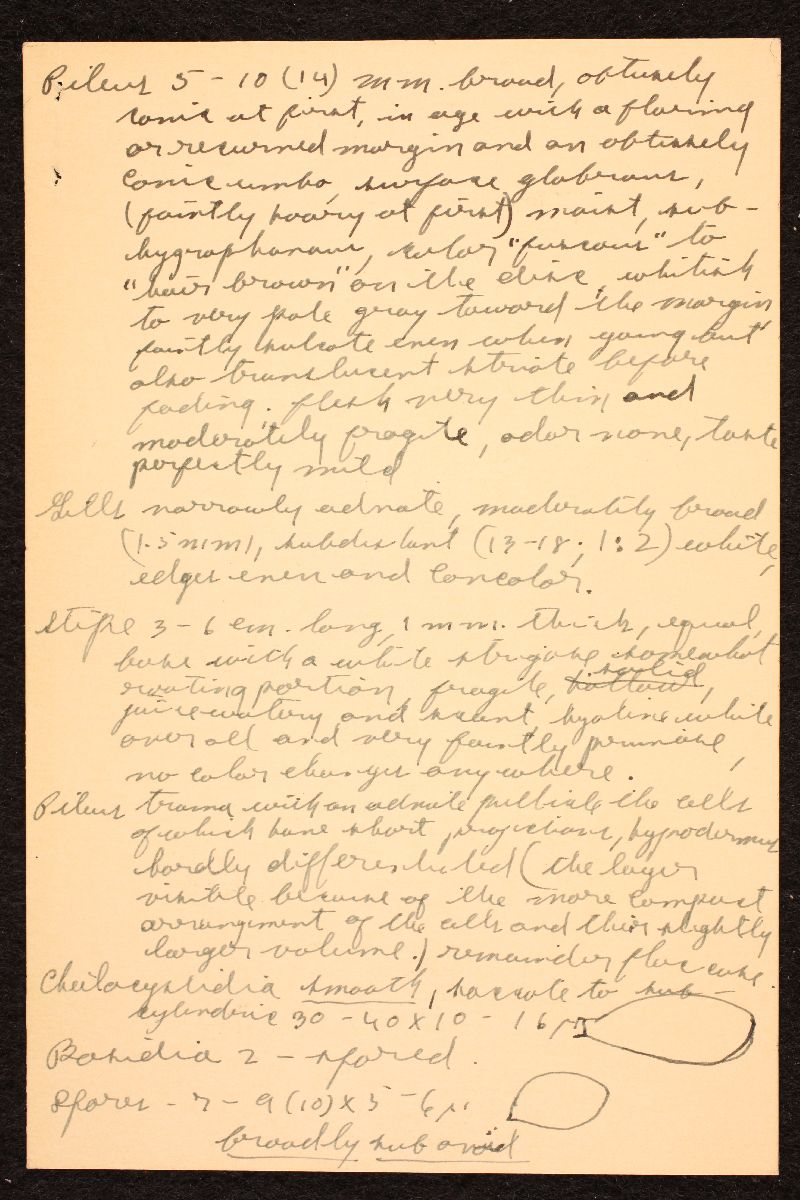 Mycena subfusca image