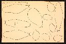 Mycena subfusca image
