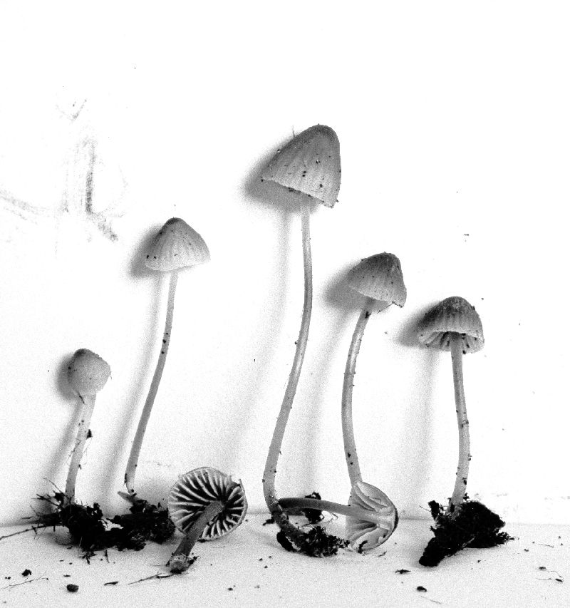 Mycena subsupina image