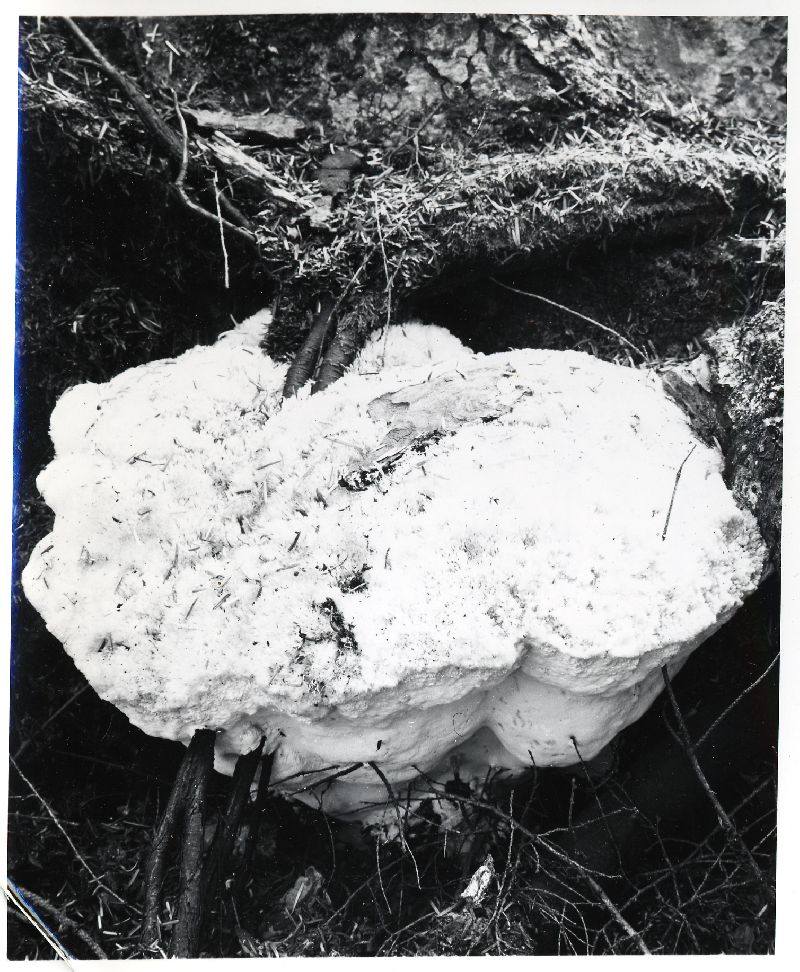 Bridgeoporus nobilissimus image