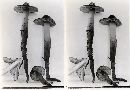Phaeocollybia spadicea image