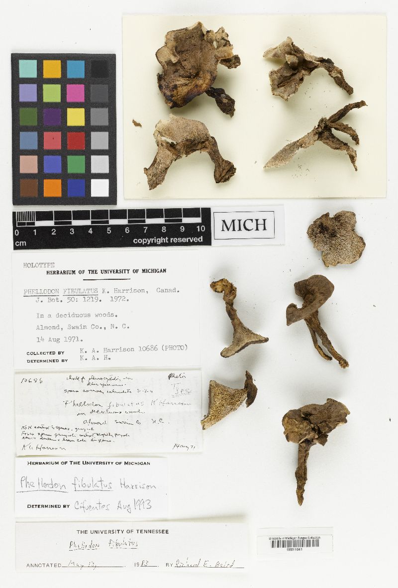 Phellodon fibulatus image