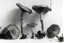 Pholiota bakerensis image