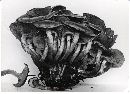 Pholiota prolixa image