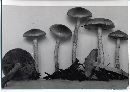 Pholiota pulchella image