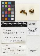 Phylloporus arenicola image