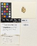 Antrodia xantha image