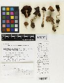 Media resource of Psathyrella acadiensis