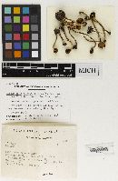 Media resource of Psathyrella albanyensis