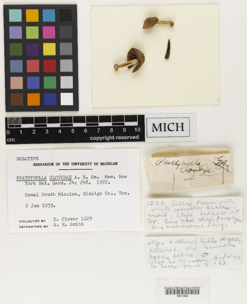 Psathyrella cloverae image
