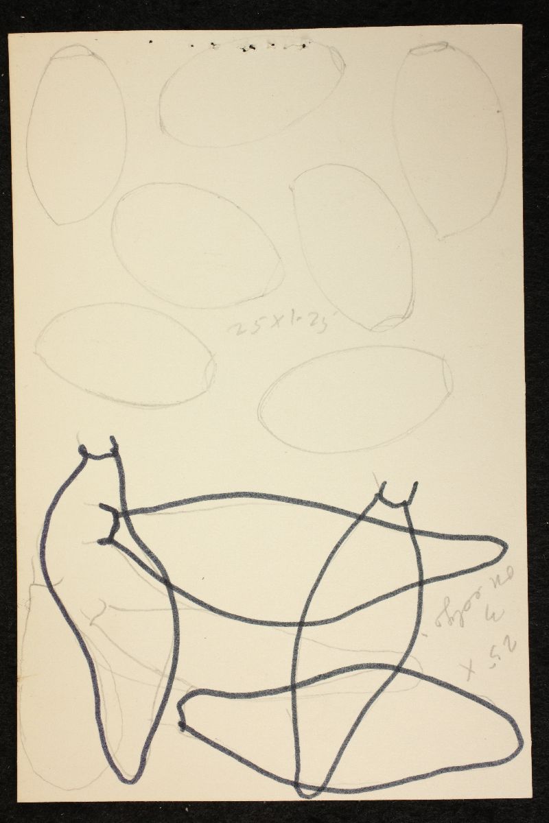 Psathyrella fontinalis image