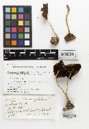 Psathyrella lanatipes image