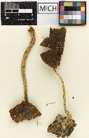 Psathyrella lanatipes image
