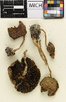 Psathyrella luteovelata image