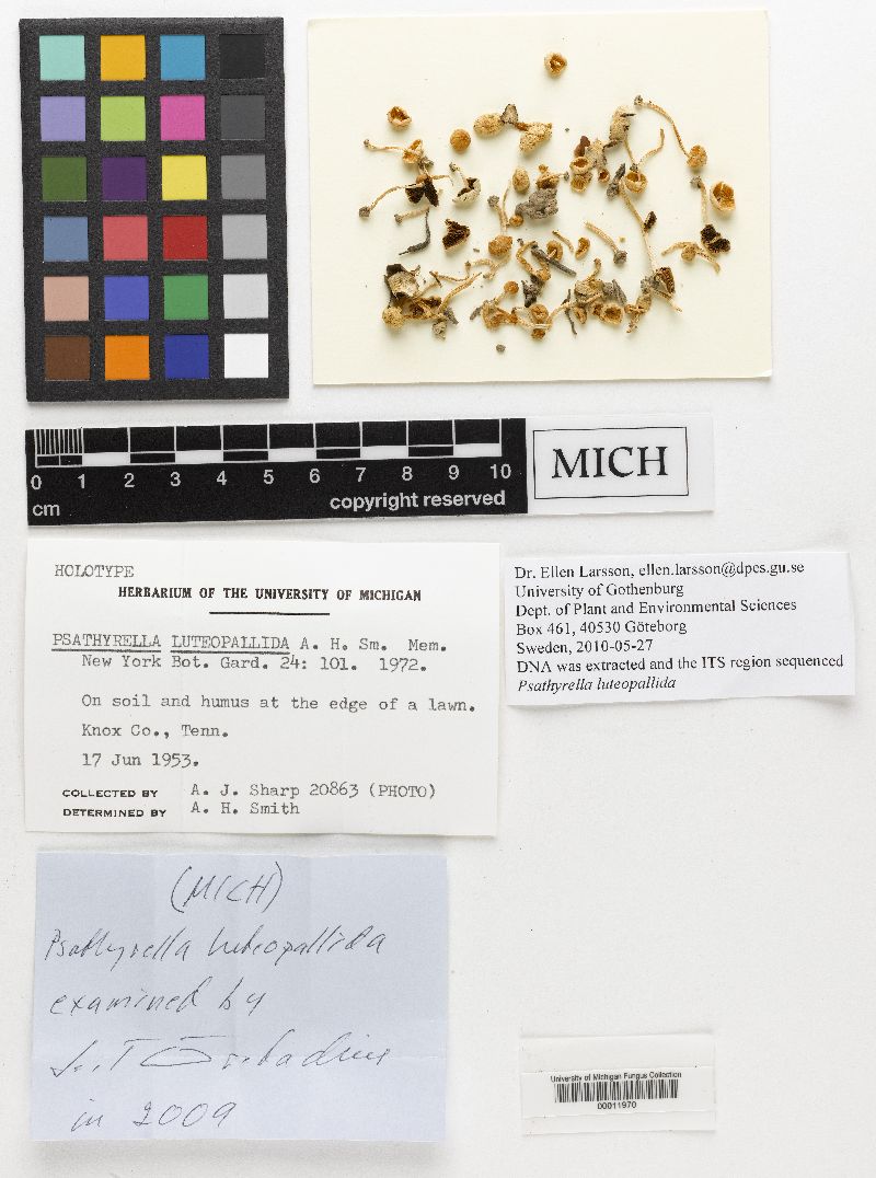 Psathyrella luteopallida image