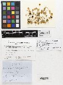 Media resource of Psathyrella luteopallida