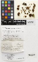 Psathyrella naucoria image