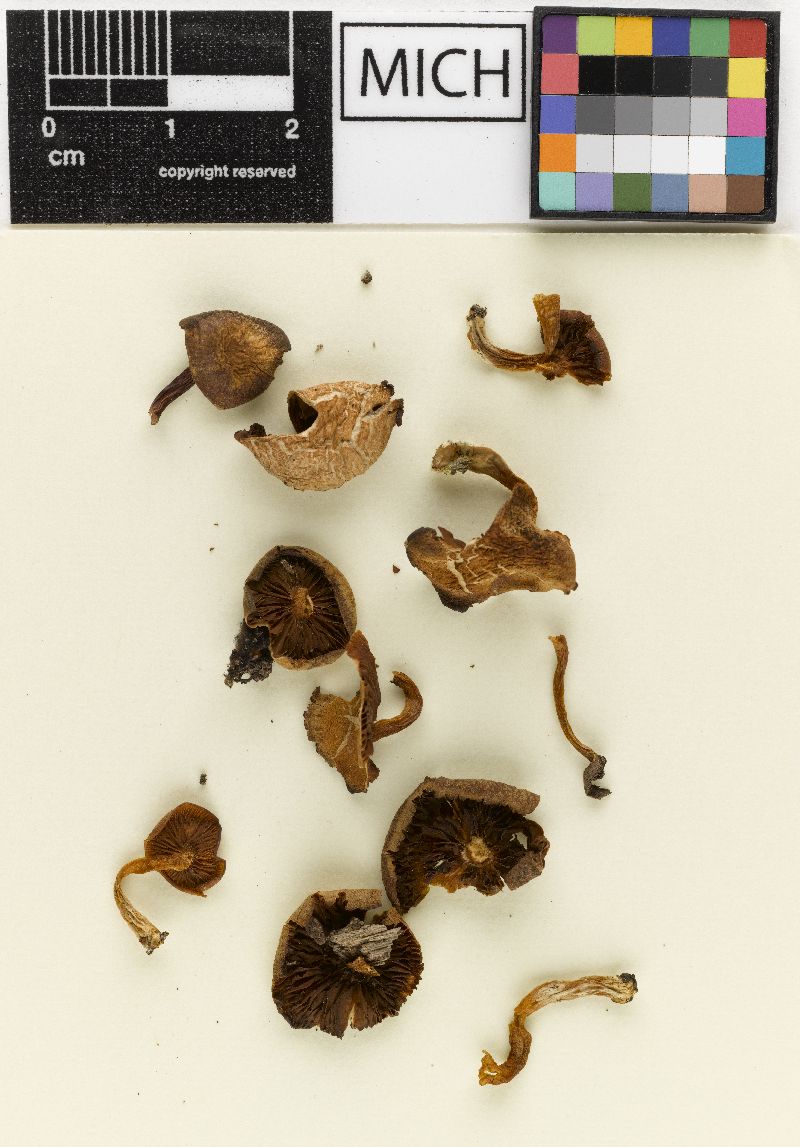 Psathyrella naucoria image